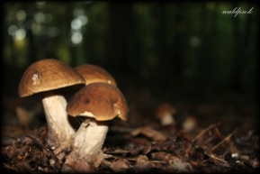 mushroom004